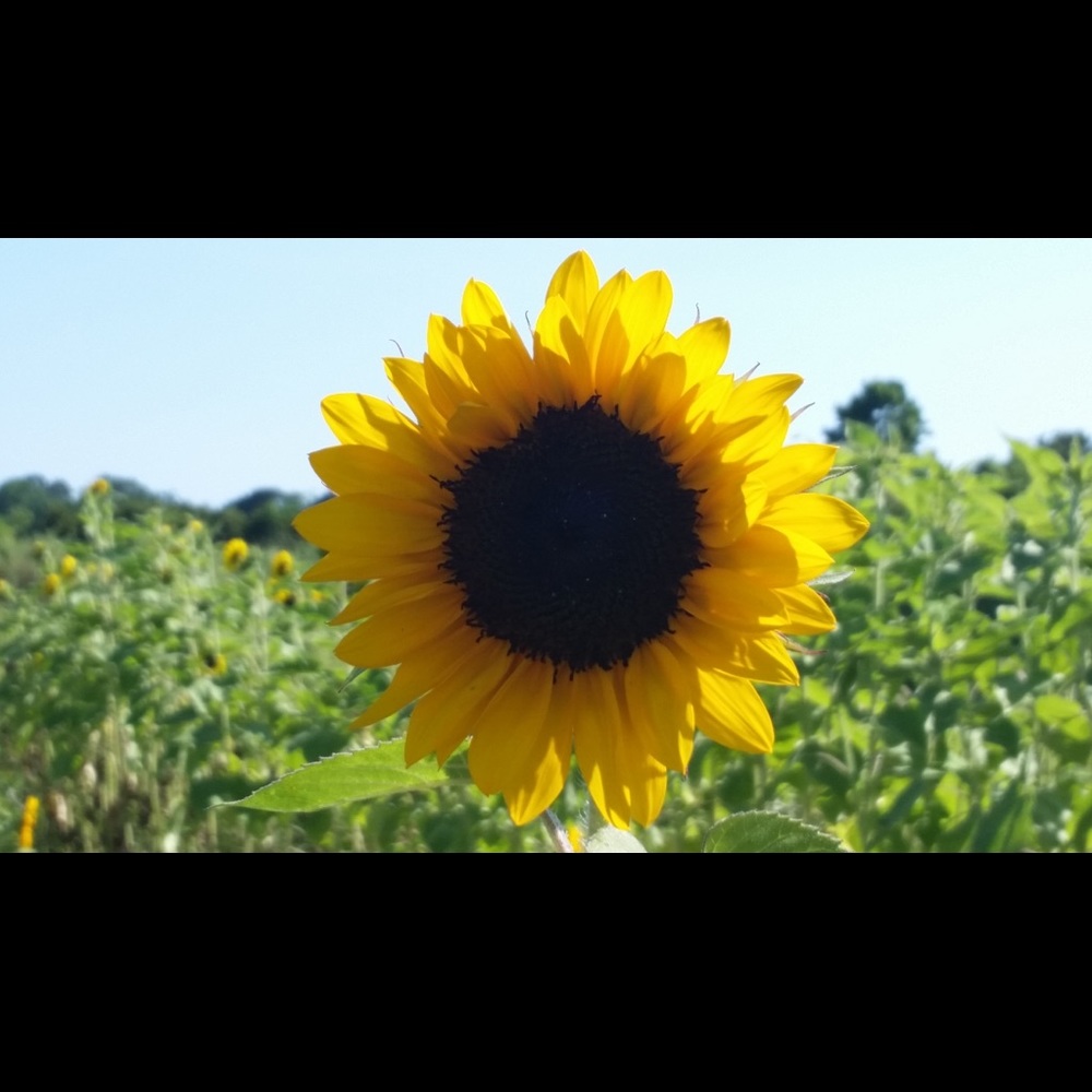 Meet your Posher, Sherri